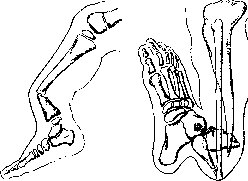 False Joint: figure 2 from the 1928–1936 encyclopedia article