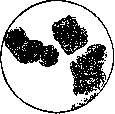 NITRIFICATION: figure 2 from the 1928–1936 encyclopedia article