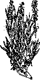 Lavender Oil: figure 1 from the 1928–1936 encyclopedia article