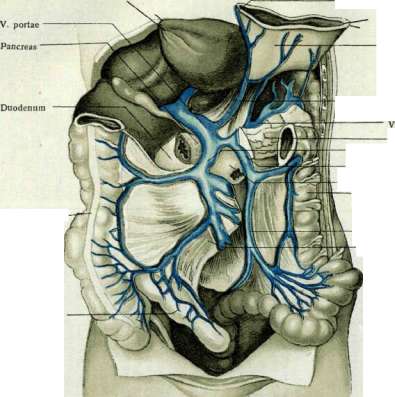 Portal Vein: figure 3 from the 1928–1936 encyclopedia article