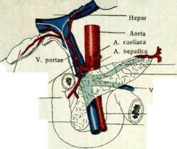 Portal Vein: figure 4 from the 1928–1936 encyclopedia article