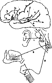 Speech: figure 1 from the 1928–1936 encyclopedia article