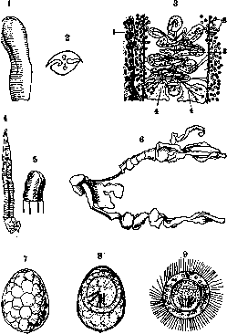 Pseudophyllidea: figure 1 from the 1928–1936 encyclopedia article