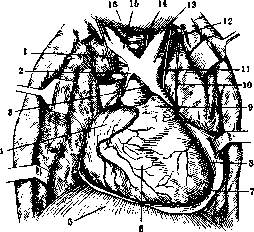 Thoracic Cavity: figure 4 from the 1928–1936 encyclopedia article