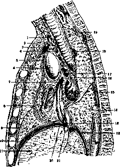 Thoracic Cavity: figure 3 from the 1928–1936 encyclopedia article