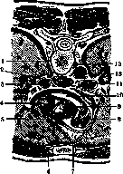 Thoracic Cavity: figure 2 from the 1928–1936 encyclopedia article