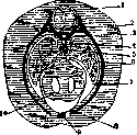 Thoracic Cavity: figure 1 from the 1928–1936 encyclopedia article