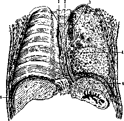 Thoracic Cavity: figure 5 from the 1928–1936 encyclopedia article