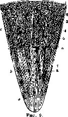 Kidneys: figure 8 from the 1928–1936 encyclopedia article