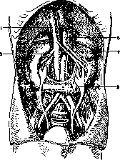Kidneys: figure 27 from the 1928–1936 encyclopedia article