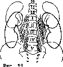 Kidneys: figure 25 from the 1928–1936 encyclopedia article
