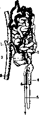 Kidneys: figure 15 from the 1928–1936 encyclopedia article