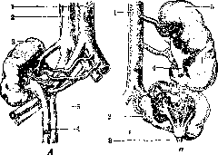 Kidneys: figure 28 from the 1928–1936 encyclopedia article