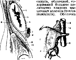 Kidneys: figure 6 from the 1928–1936 encyclopedia article