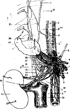 Kidneys: figure 13 from the 1928–1936 encyclopedia article