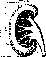 Kidneys: figure 2 from the 1928–1936 encyclopedia article