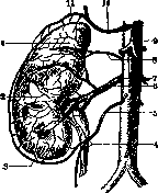 Kidneys: figure 10 from the 1928–1936 encyclopedia article