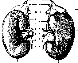 Kidneys: figure 1 from the 1928–1936 encyclopedia article