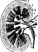 Kidneys: figure 12 from the 1928–1936 encyclopedia article