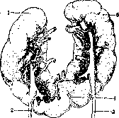 Kidneys: figure 26 from the 1928–1936 encyclopedia article