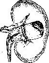 Kidneys: figure 33 from the 1928–1936 encyclopedia article