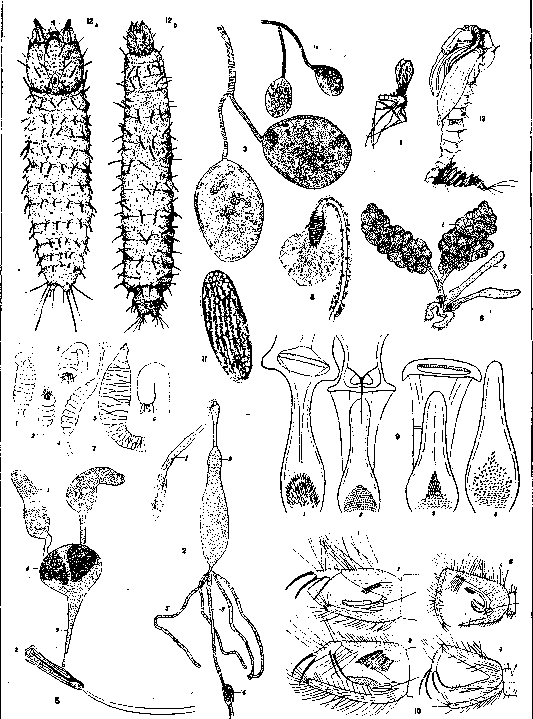 Sandflies: figure 1 from the 1928–1936 encyclopedia article