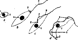 Trypanosomes: figure 1 from the 1928–1936 encyclopedia article