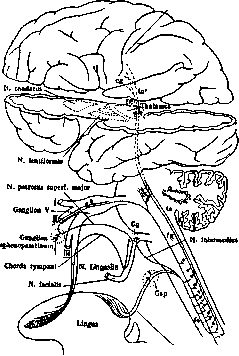Taste: figure 1 from the 1928–1936 encyclopedia article