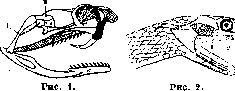 Snakes: figure 2 from the 1928–1936 encyclopedia article