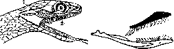 Snakes: figure 4 from the 1928–1936 encyclopedia article