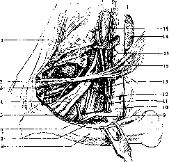 Supraclavicular Fossa: figure 1 from the 1928–1936 encyclopedia article