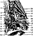 Supraclavicular Fossa: figure 4 from the 1928–1936 encyclopedia article