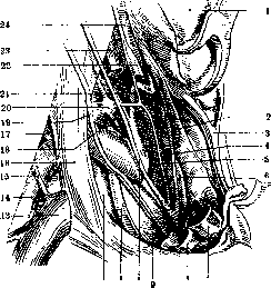 Supraclavicular Fossa: figure 3 from the 1928–1936 encyclopedia article