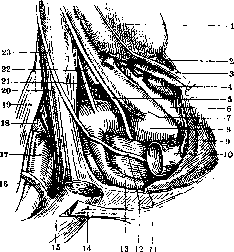 Supraclavicular Fossa: figure 2 from the 1928–1936 encyclopedia article