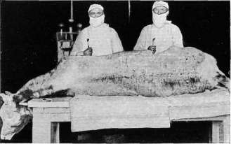 Smallpox Detritus: figure 5 from the 1928–1936 encyclopedia article