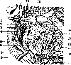 Parotid Gland: figure 4 from the 1928–1936 encyclopedia article