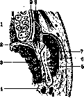 Parotid Gland: figure 5 from the 1928–1936 encyclopedia article