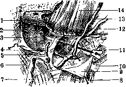 Parotid Gland: figure 7 from the 1928–1936 encyclopedia article