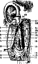 Parotid Gland: figure 8 from the 1928–1936 encyclopedia article