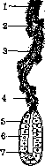 Parotid Gland: figure 2 from the 1928–1936 encyclopedia article
