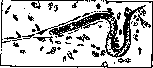 Cardiovascular System: figure 1 from the 1928–1936 encyclopedia article