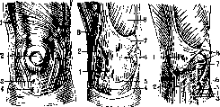Patella: figure 2 from the 1928–1936 encyclopedia article
