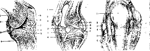 Patella: figure 1 from the 1928–1936 encyclopedia article