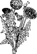 Dandelion: figure 1 from the 1928–1936 encyclopedia article