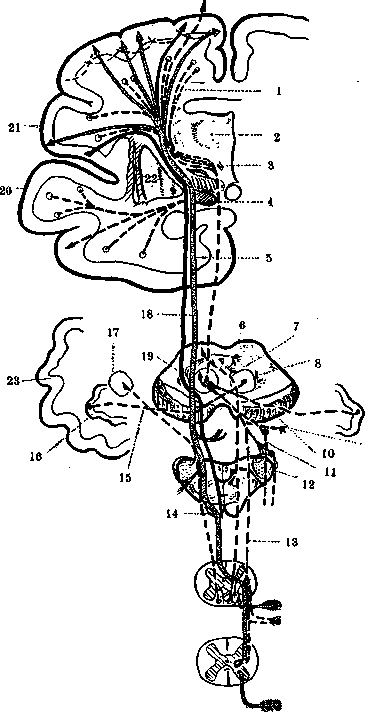 Motor Centers: figure 1 from the 1928–1936 encyclopedia article