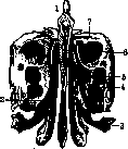 Ethmoid Bone: figure 6 from the 1928–1936 encyclopedia article