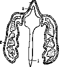 Ethmoid Bone: figure 1 from the 1928–1936 encyclopedia article