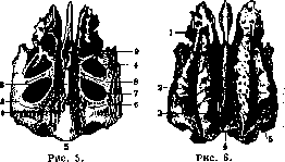 Ethmoid Bone: figure 5 from the 1928–1936 encyclopedia article