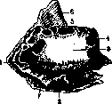 Ethmoid Bone: figure 4 from the 1928–1936 encyclopedia article