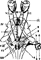 Nystagmus: figure 4 from the 1928–1936 encyclopedia article